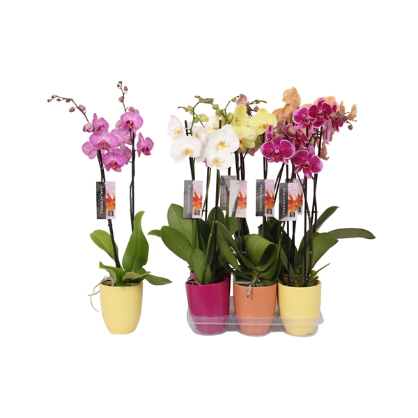 <h4>Phalaenopsis mix, 2-spike Purple, Orange and Yellow Ceramics</h4>