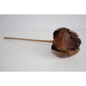 TAL FRUIT 15CM ZAK VAN 10 STUKS