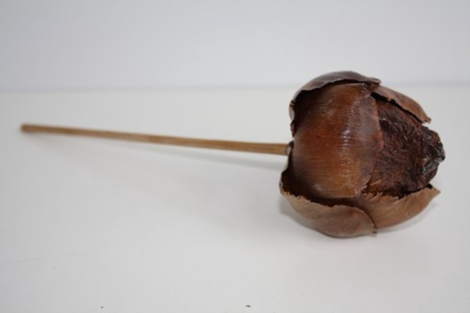 TAL FRUIT 15CM ZAK VAN 10 STUKS