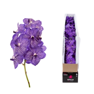 Vanda Blueberry Smoothie X5