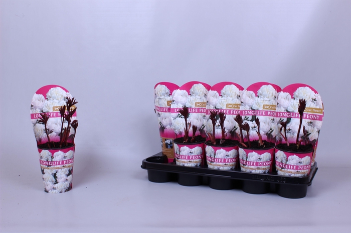 <h4>Paeonia 12CM C1 Wit Longlife</h4>