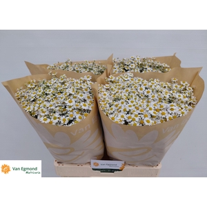 Tanacetum part Cameron