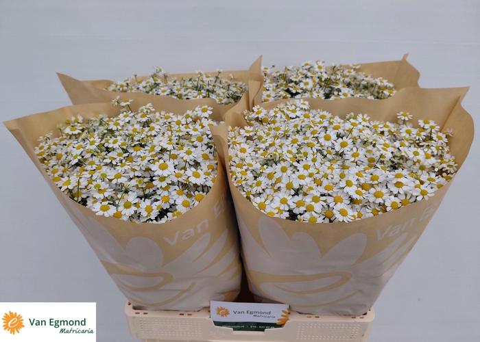 <h4>Tanacetum part Cameron</h4>