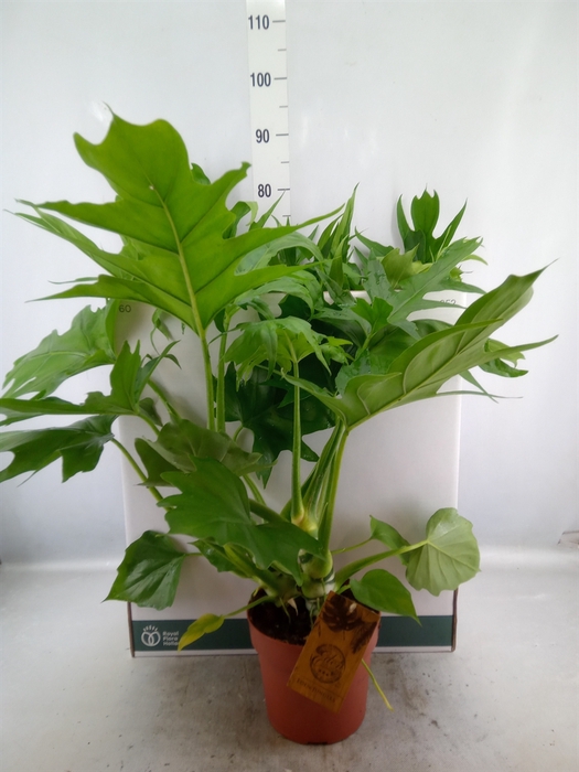 <h4>Philodendron   ...</h4>