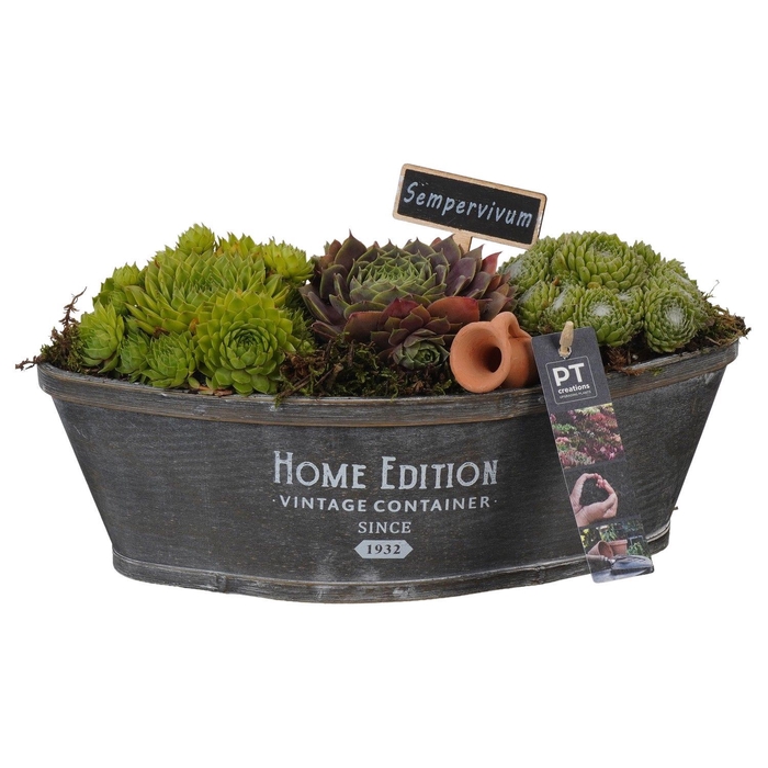<h4>Arr.  Sempervivum L%</h4>