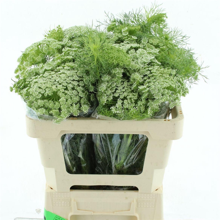<h4>Ammi Visnaga</h4>
