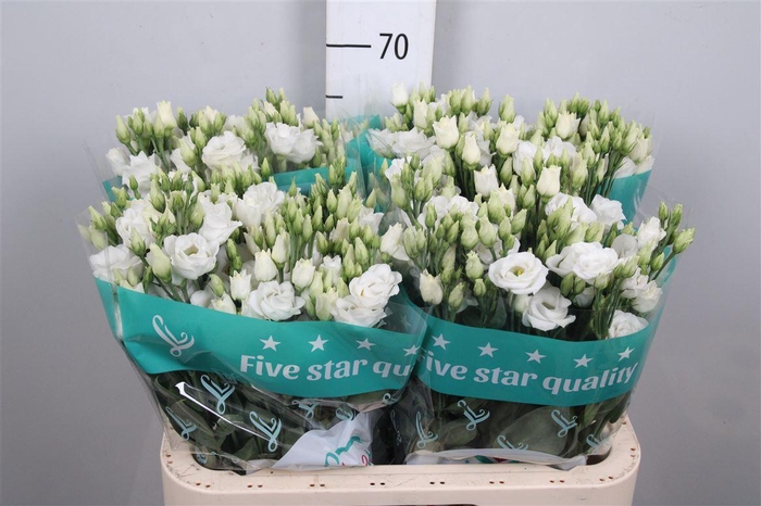 <h4>Eus G Rosi White</h4>