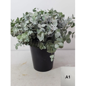 EUC CINEREA PER STEEL -IT-