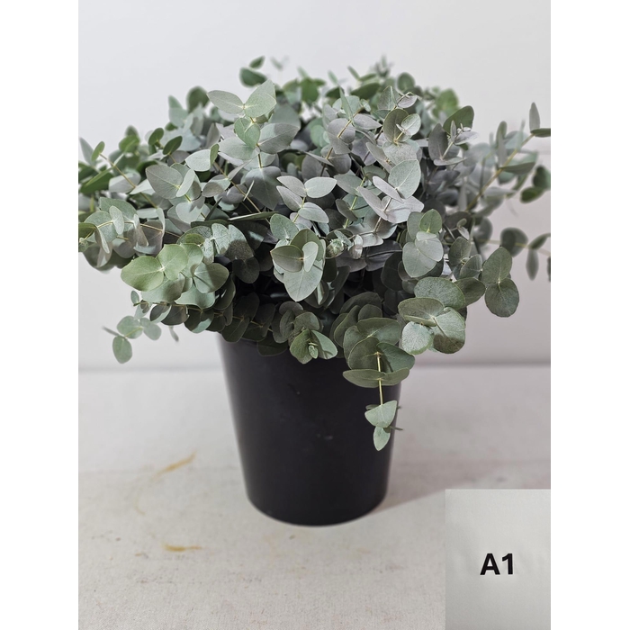 <h4>EUC CINEREA PER STEEL -IT-</h4>