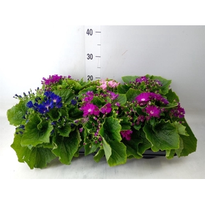 Pericallis cr.   ...