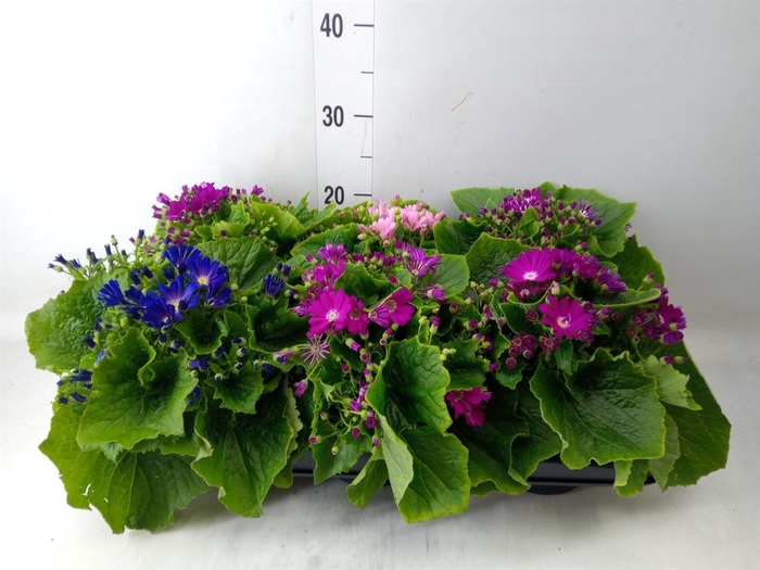 <h4>Pericallis cr.   ...</h4>