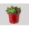 SUCULENTAS SINOCRASSULA INDICA P06