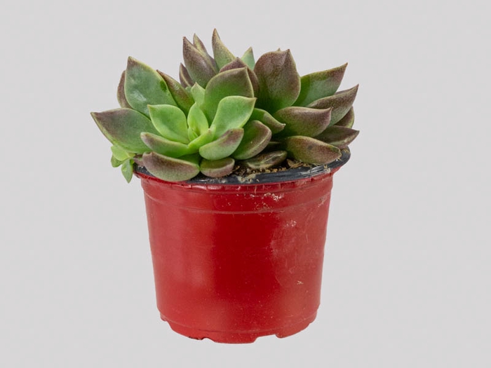 SUCULENTAS SINOCRASSULA INDICA P06