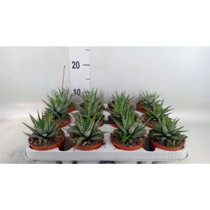 Haworthia fasciata 'Big Band'