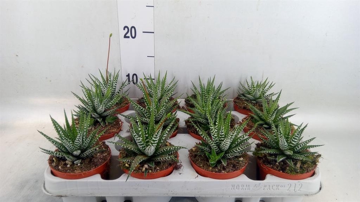 <h4>Haworthia fasciata 'Big Band'</h4>