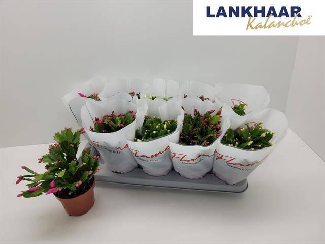 <h4>SCHLUMB FLAME GEM</h4>