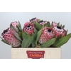 Protea Barbigera Air