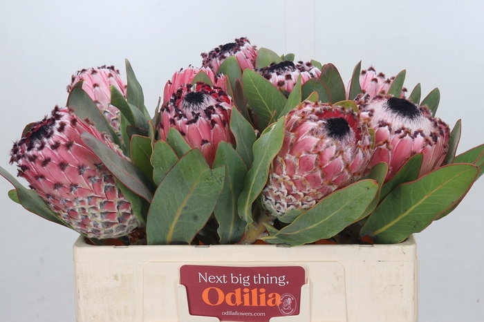 Protea Barbigera Air