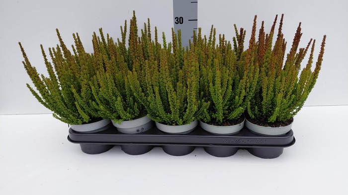 <h4>CALLU SKY DALLAS</h4>