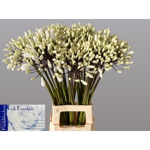 Agapanthus Barcelona Beentjes