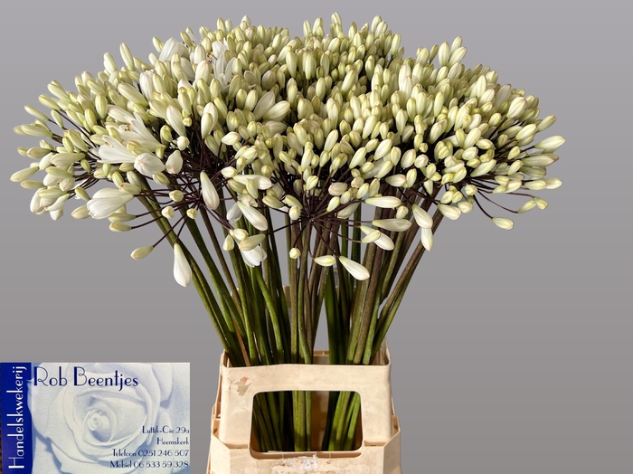 <h4>Agapanthus Barcelona Beentjes</h4>