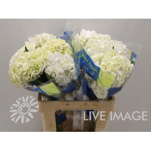 Hydrangea white