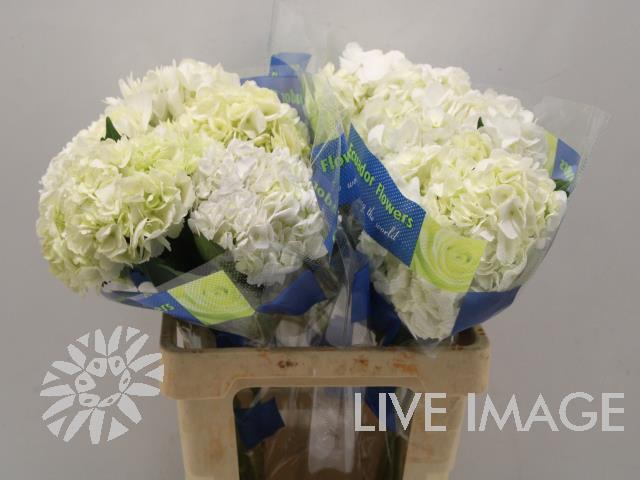 <h4>Hydrangea white</h4>