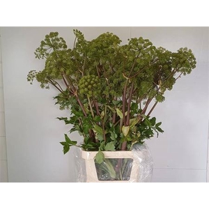 Angelica Gigas Extra