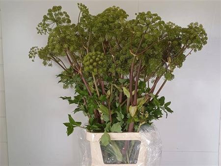 <h4>Angelica Gigas Extra</h4>