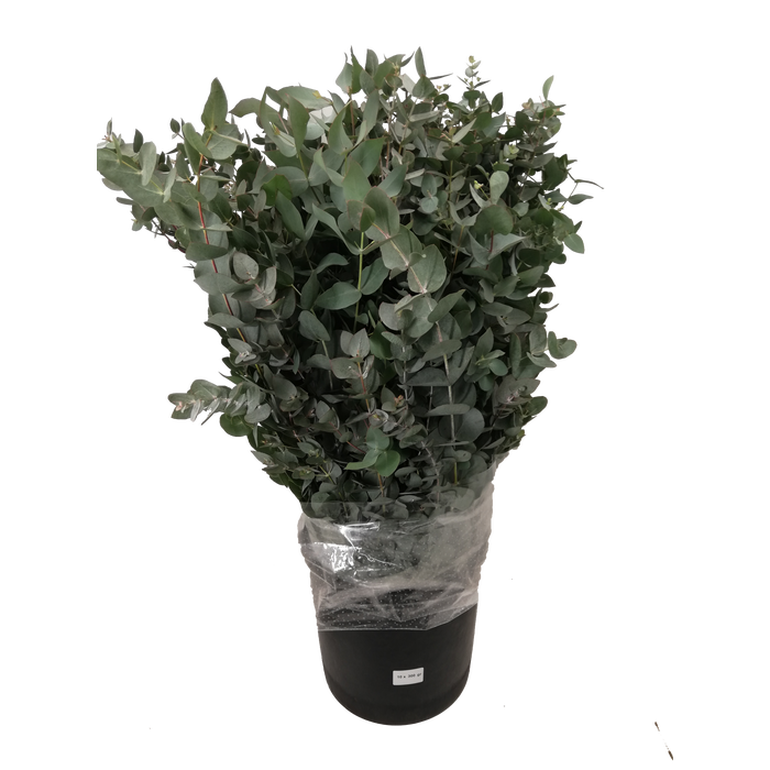 <h4>EUC. CINEREA ALBENGA 400GR ATL</h4>