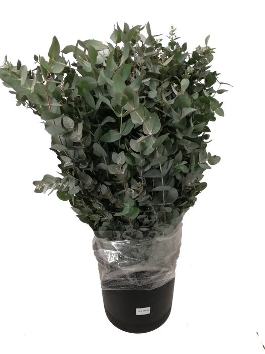 <h4>EUC. CINEREA ALBENGA 400GR ATL</h4>