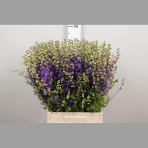 Cons R Q Violet/lilac