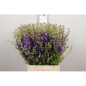 Cons R Q Violet/lilac