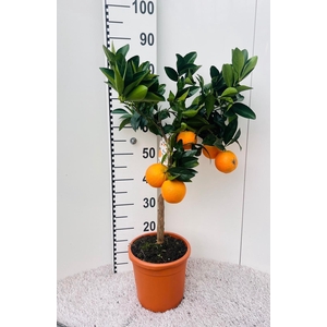 Citrus sinensis Arancia on stem