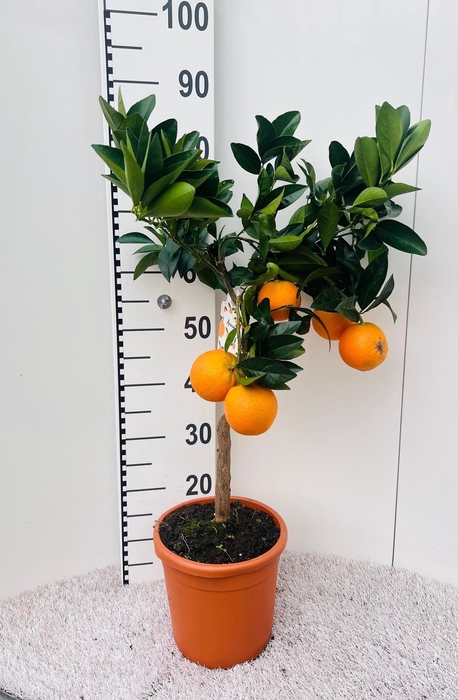 Citrus sinensis Arancia on stem