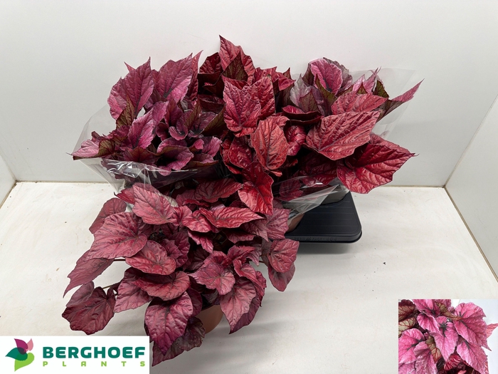 <h4>BEG BEL GEM</h4>