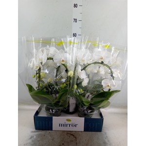 Phalaenopsis   ...white