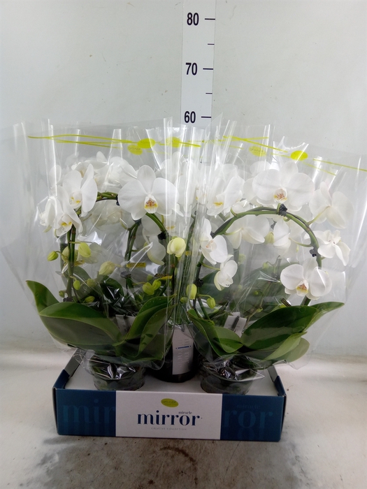 <h4>Phalaenopsis   ...white</h4>