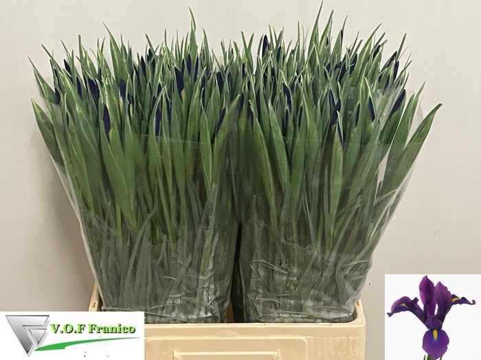 <h4>IRIS HONG KONG</h4>