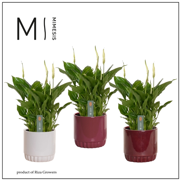 <h4>Mimesis Spathiphyllum Rondo - 10,5 cm in Liam - Rich Love</h4>