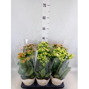 Kalanchoe   ...