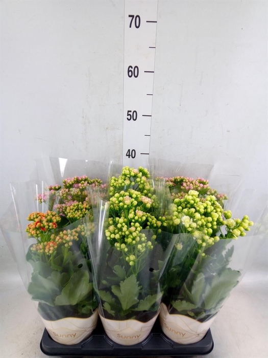 <h4>Kalanchoe   ...</h4>
