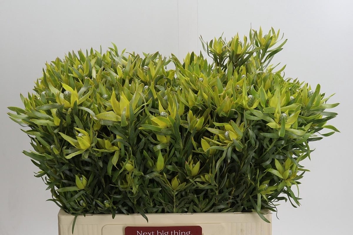 <h4>Leucadendron Pisa Spray</h4>