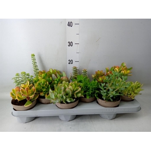 Crassula   ...mix