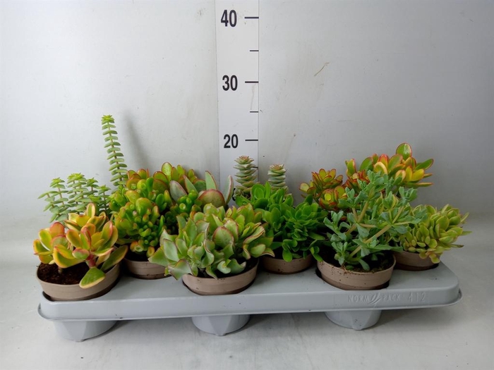 <h4>Crassula ...mix</h4>