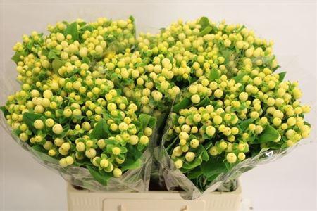 <h4>Hyp Mag Royal Cream</h4>