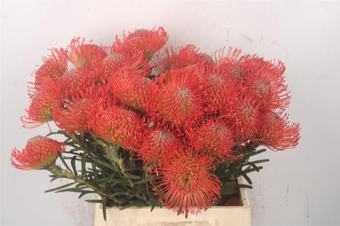 <h4>Leuco Co Succession</h4>