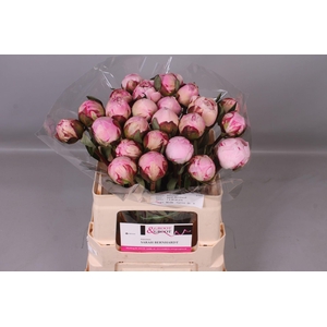 Paeonia Sarah Bernhardt