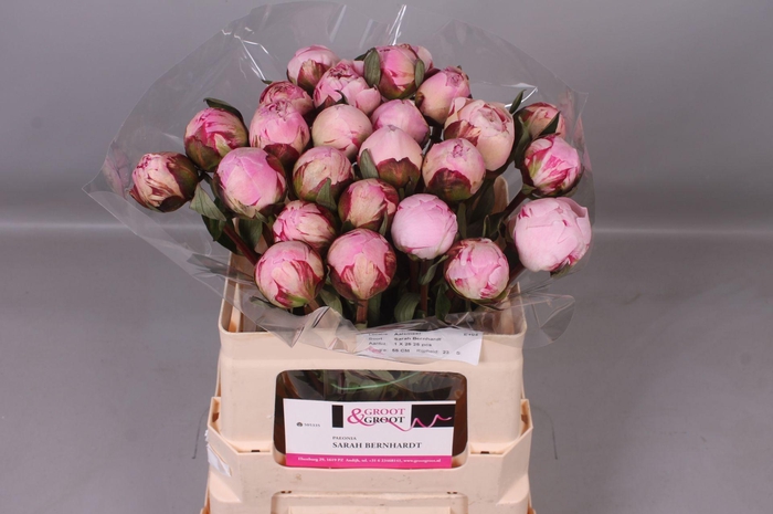 <h4>Paeonia Sarah Bernhardt</h4>