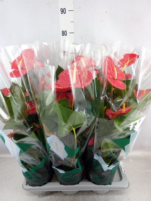 <h4>Anthurium andr. 'Madural'</h4>